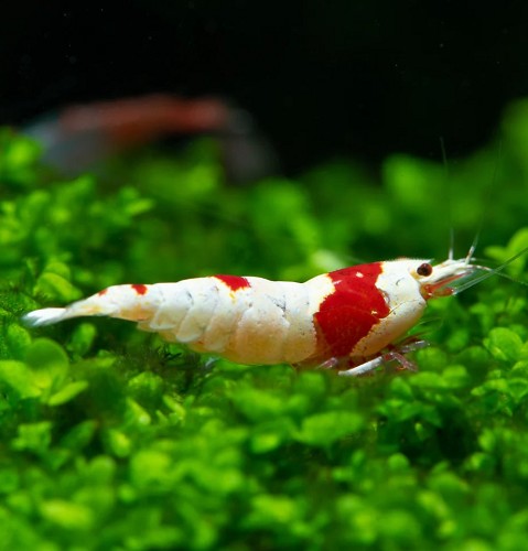 Caridina pure red line - Pure red line garnelen (1.5-2 cm)